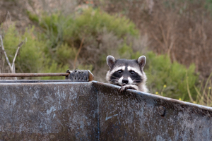 what raccoons are up to
