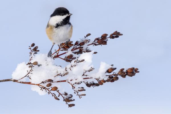 The black-capped chickadee is a very small (4.7-5.9 inch), plump songbird that never migrates for winter. 