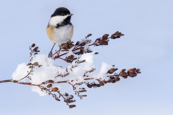 The black-capped chickadee is a very small (4.7-5.9 inch), plump songbird that never migrates for winter.