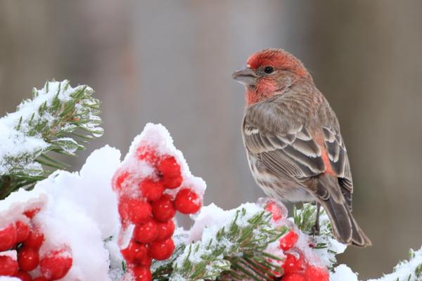 House finches are small (5.1-5.5 inch), thin birds with long heads and short wings.