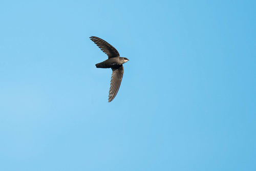 Chimney Swift Flying Across A Clear Blue Sky