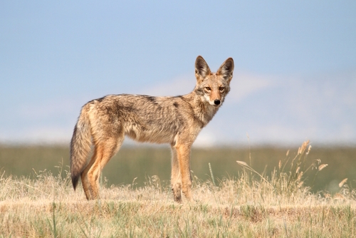 Coyote On Hillside Canis Latrans 