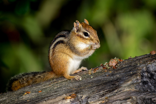 Eastern Chipmunk Tamias Striatus Sitting On A Fallen Tree Eating A Meal