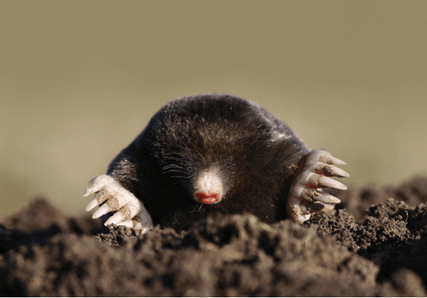 Mole4