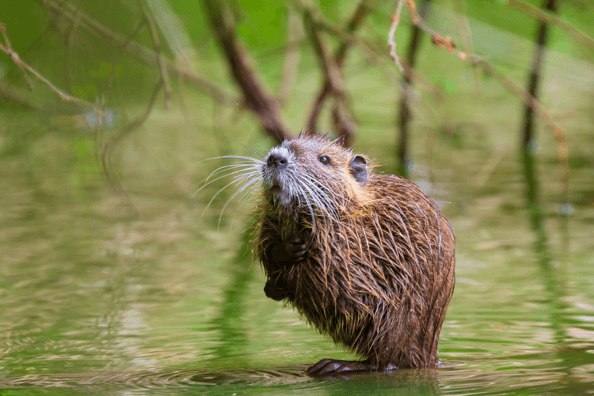 Muskrat Standing In Water