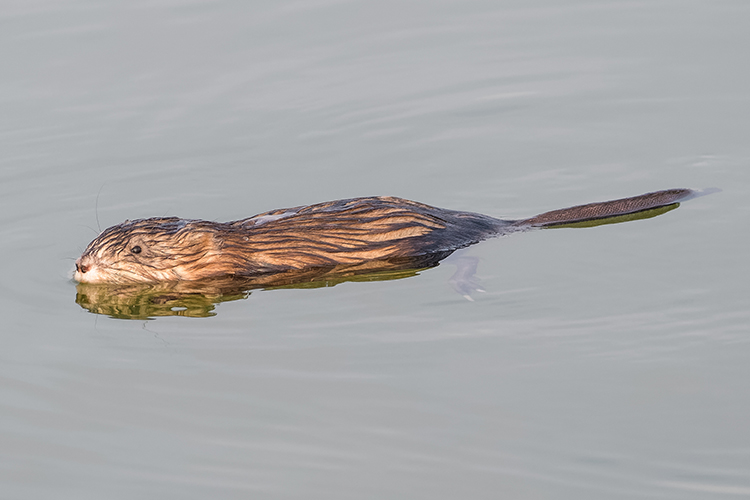 Muskrat Swiiming In Lake