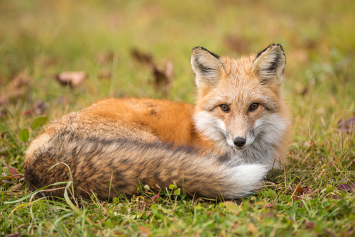 Red Fox In Grass