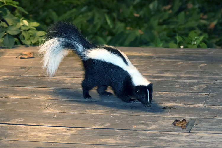 Striped Skunk On Deck At Home