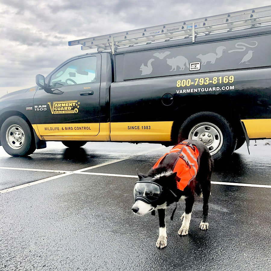 Vg Goose Dog Next To Truck