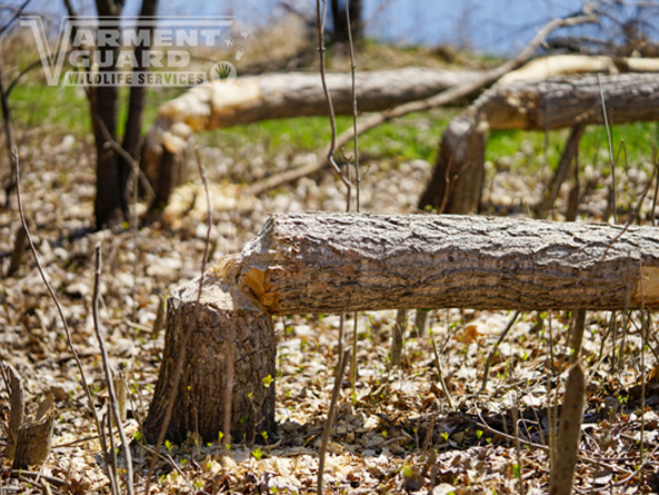 Varment Guard Customer Multiple Tree Collapse Beaver Damage