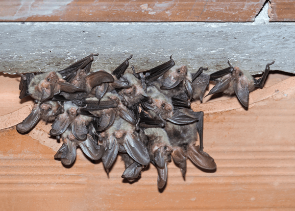 bats in home