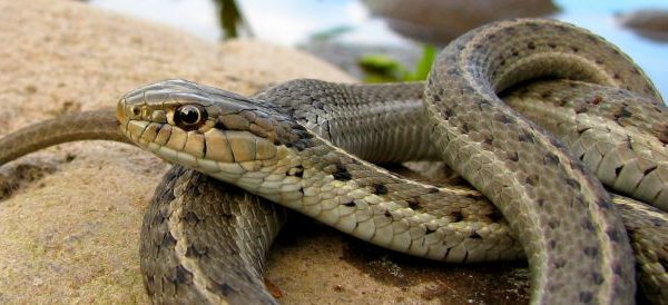 Close Up Of Garter Snake Coiled Up On Ground