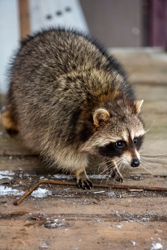 Closeupraccoon