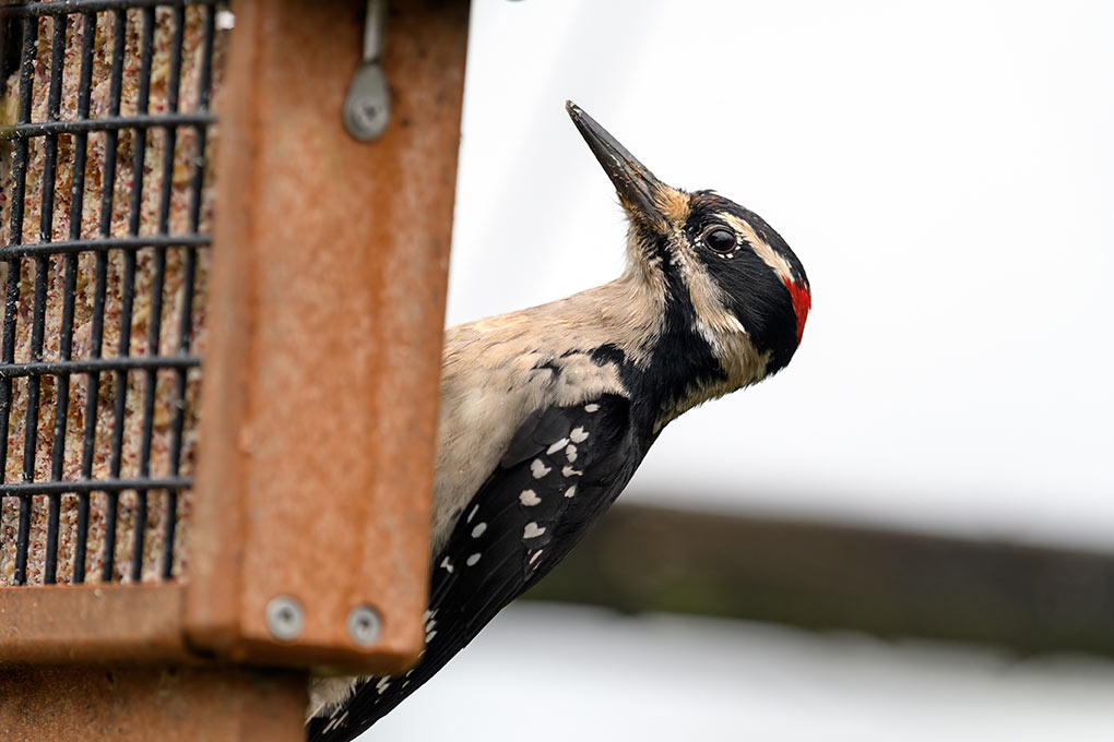 Downy Woodpecker On Bird Feeder