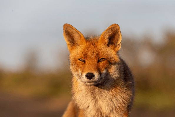 Fox