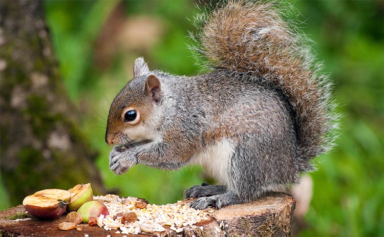 Gray Squirrel Eating Apple On Trunk
