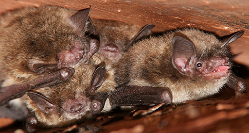 Little Brown Bat