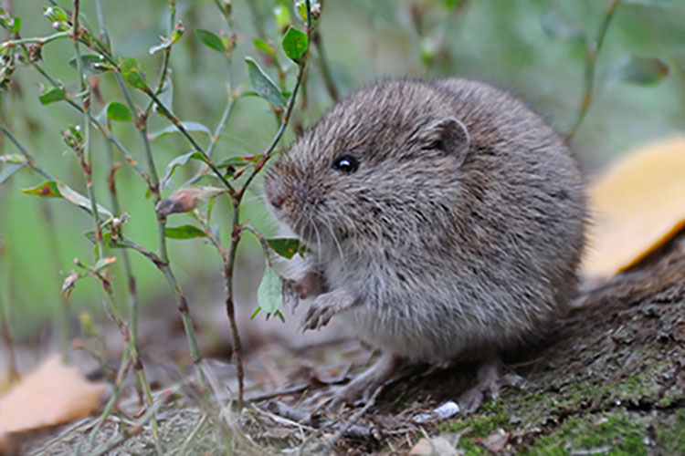 Meadow Vole Sitting Outside Hole