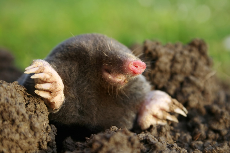 Mole Diggin Out Of Hole In Yard