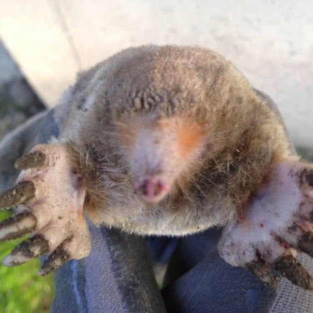 Moles
