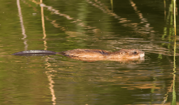 Muskrat Swimming