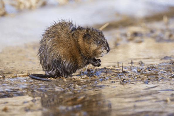 Muskrat Near Water