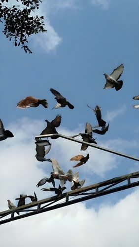 Pigeoncontrol