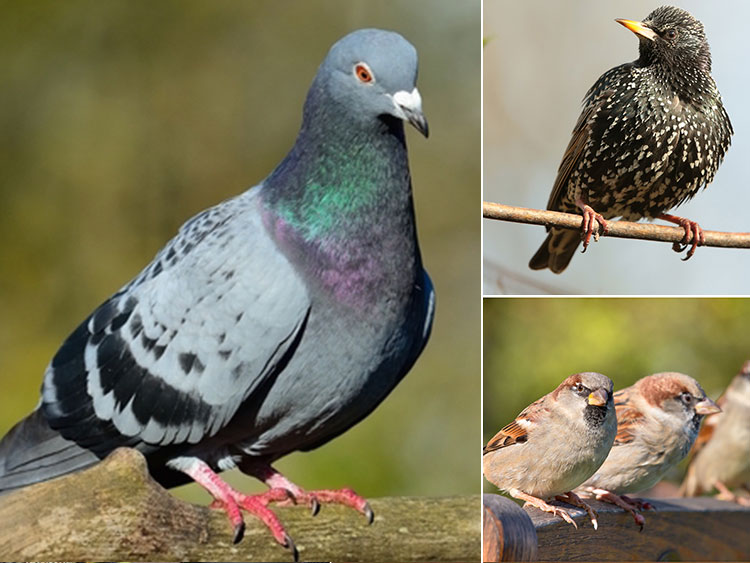 Pigeons Starlings Sparrows Unprotected Birds?R=Aq5e T4h Lhw0=