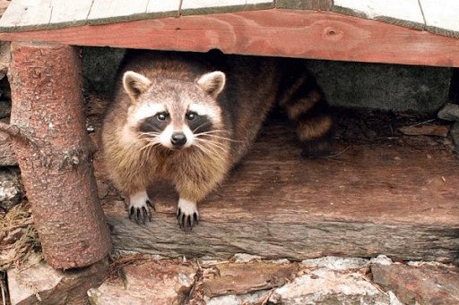 Raccoon In Property Min