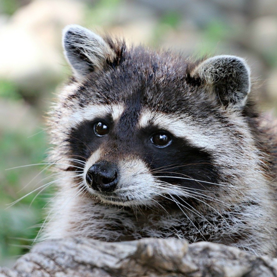 Raccoon On House