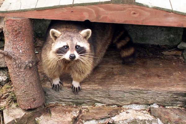 Raccoon Trapping Prevention Repellent 600x400