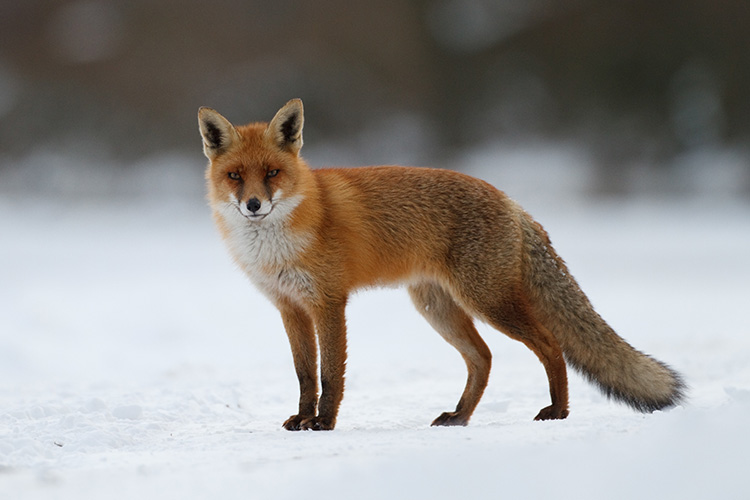 Red Rox Standing In Snow