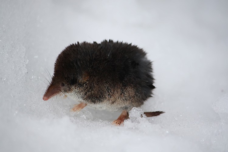 Shrew On Top Of Snow