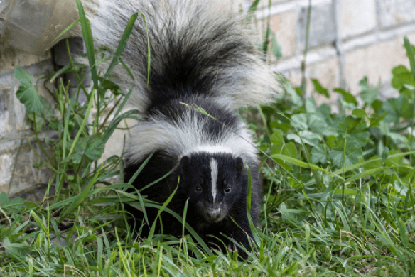 Skunk Odor Control