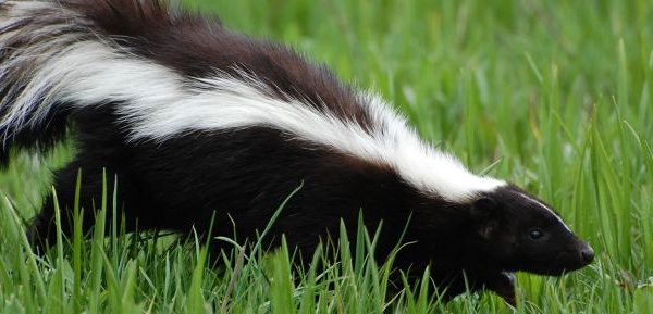 Skunk Trapping Removal 600x289