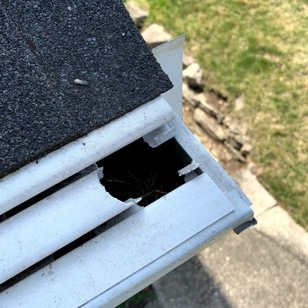 Squirrels Damage Hole In Siding