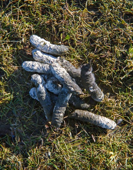 Varment Guard Goose Droppings Web 2