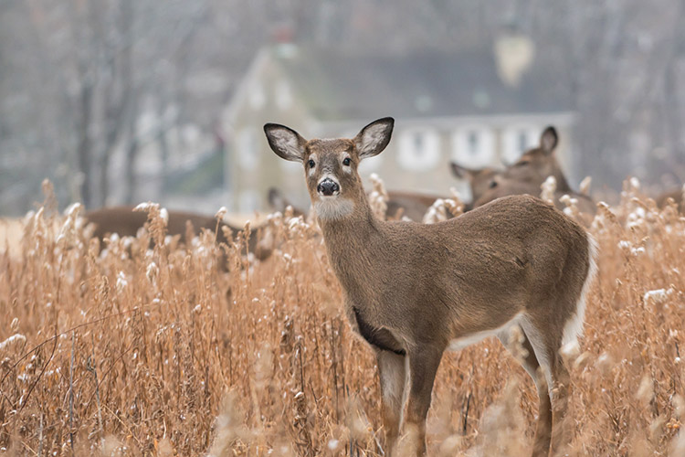 Whitetail Deer Grazing In Field