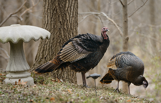 Wild Turkey Graising In Yard Being Pest