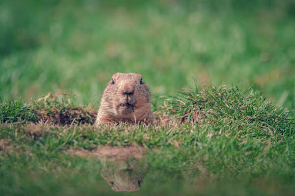 groundhog in nature
