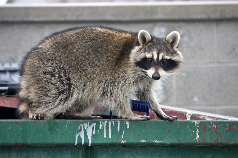 keeping raccoons out of garbage