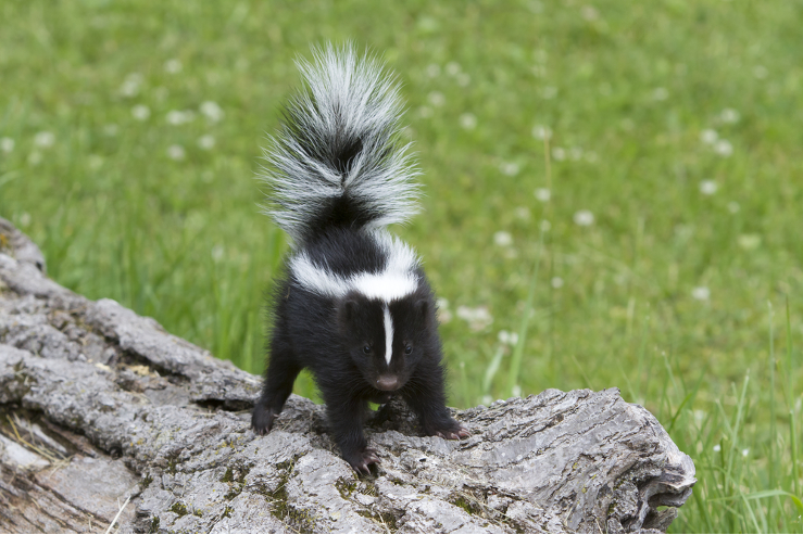 skunk control