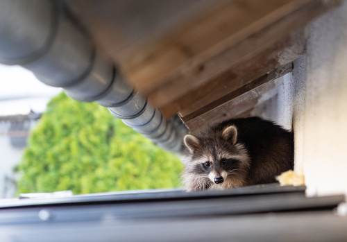 A raccoon hides on the roof of a house. 