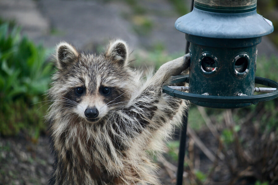 thwarting raccoons this spring