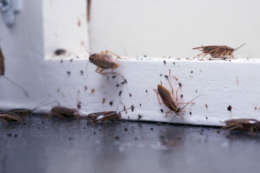 cockroach infestations during winter
