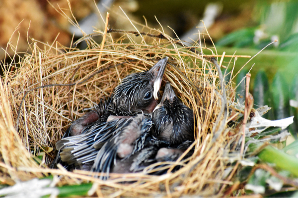 How Do Birds Choose Where to Nest?