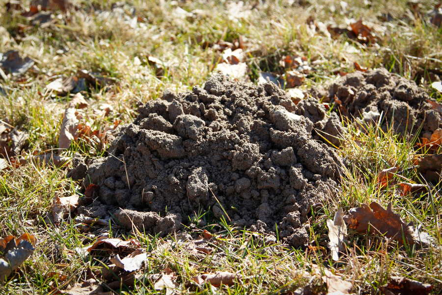 pests digging up yard