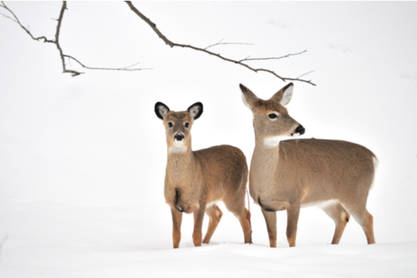 deer standing in snow