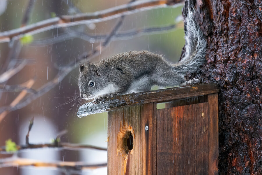 where do animals go when it rains