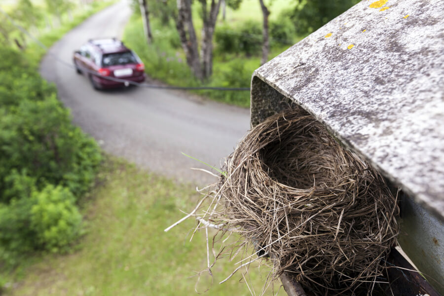 bird nest near home